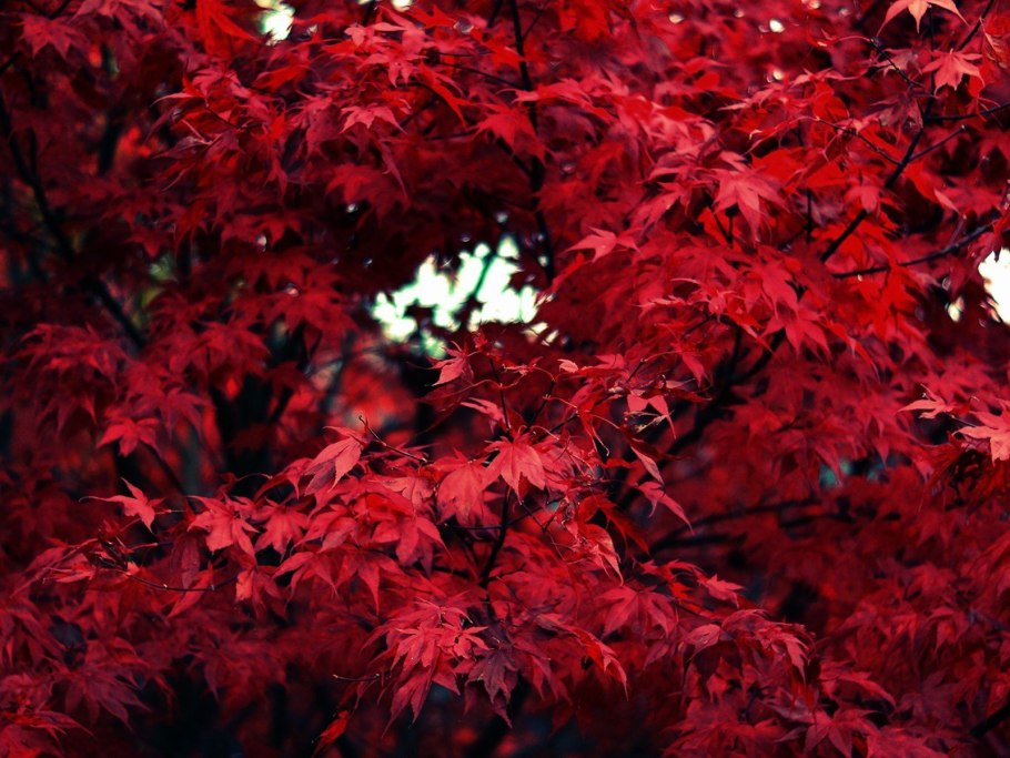 Клен Глобозум