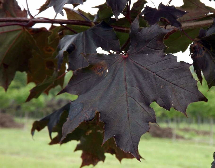 Клен остролистный Кримсон Кинг