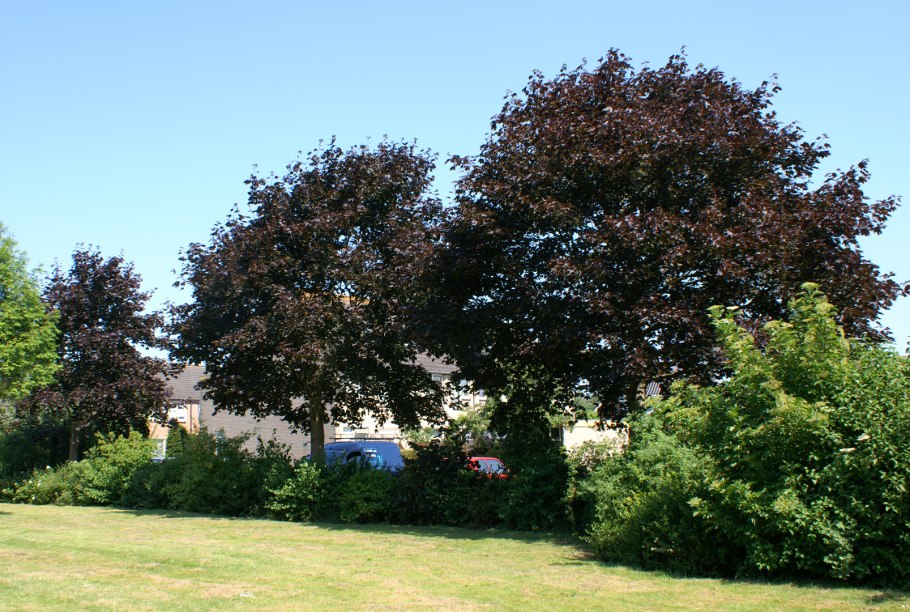 Черешок клена