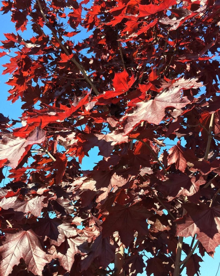 Acer Saccharum 'Millane's Dwarf'