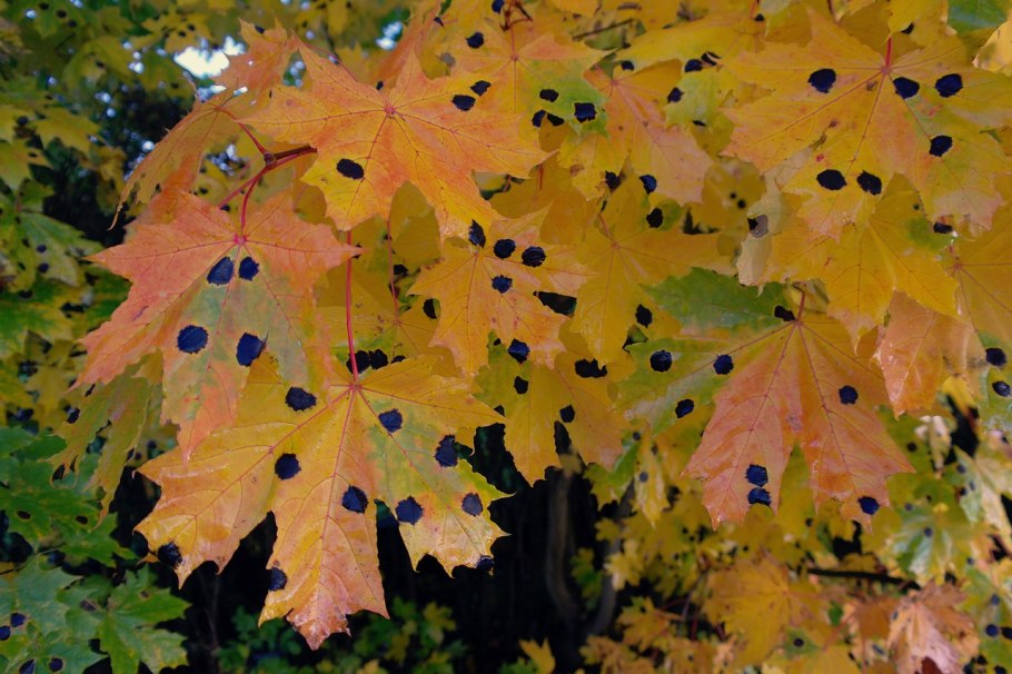 Клен остролистный обыкновенный