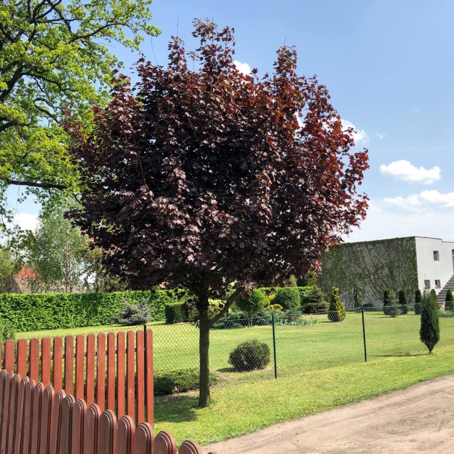 Клен остролистный Princeton Gold