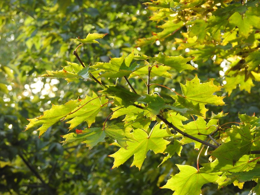 Клен Фасенс Блэк