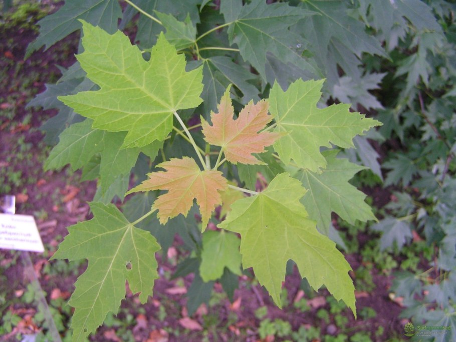 Черный клен дерево