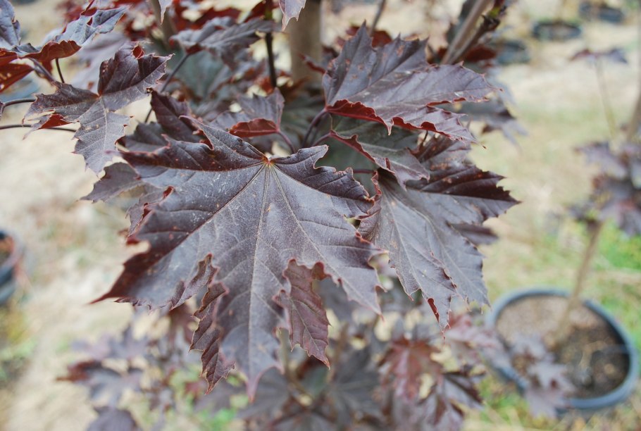 Дерево с темно бордовыми листьями похожее на клен