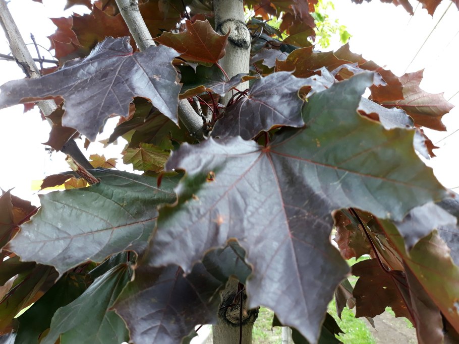 Клен сахарный купить саженцы