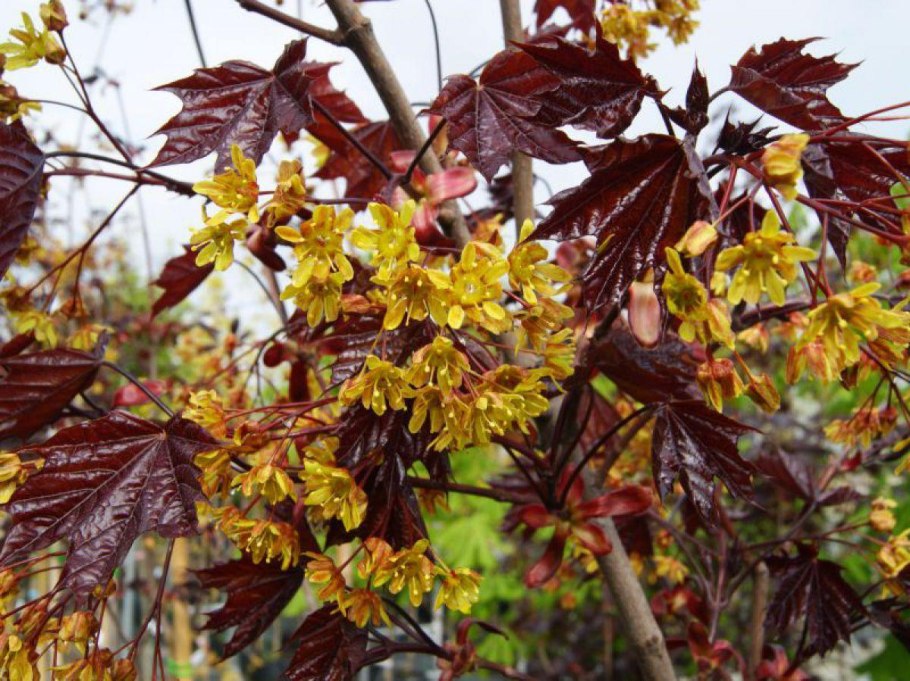 Листья клена в лесу