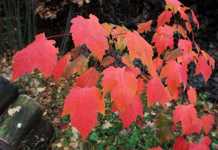 Клён трёхлопастный