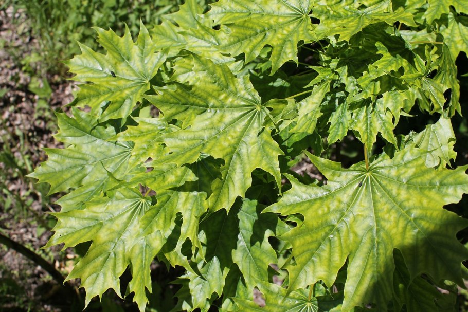 Клен остролистный Acer platanoides Royal Red