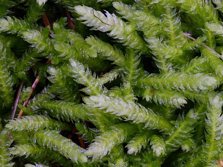 Plagiothecium undulatum