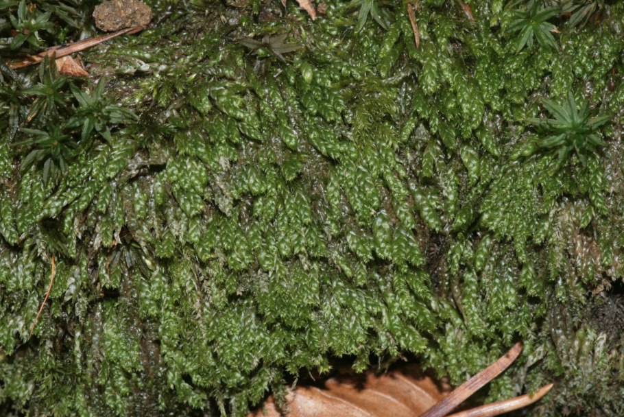 Plagiothecium latebricola