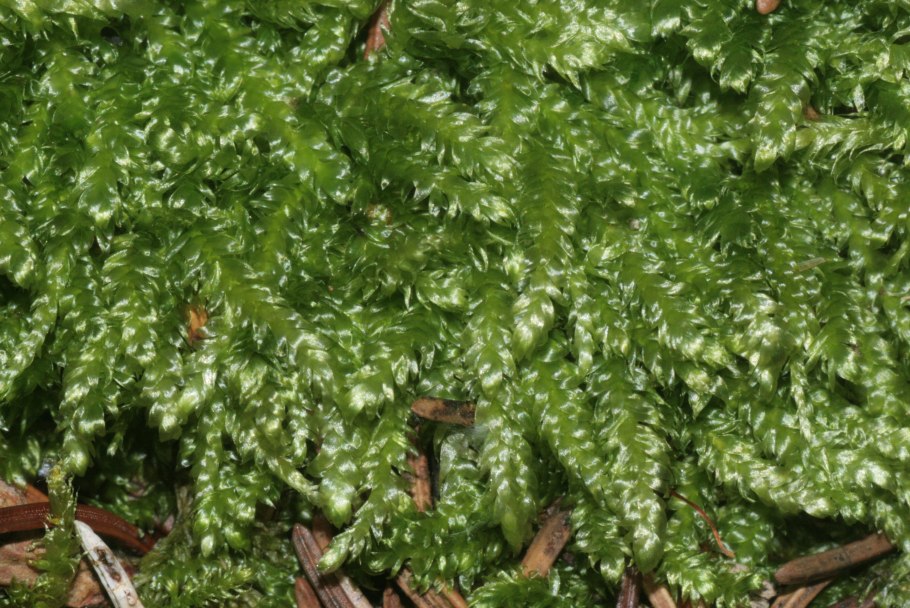 Мох плагиотециум