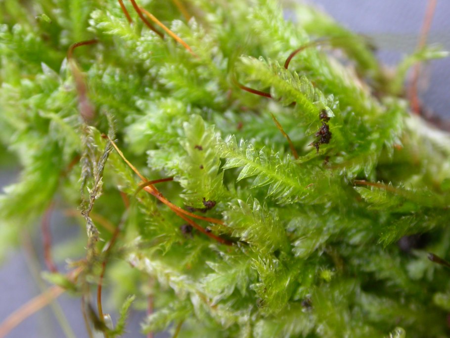 Plagiothecium undulatum