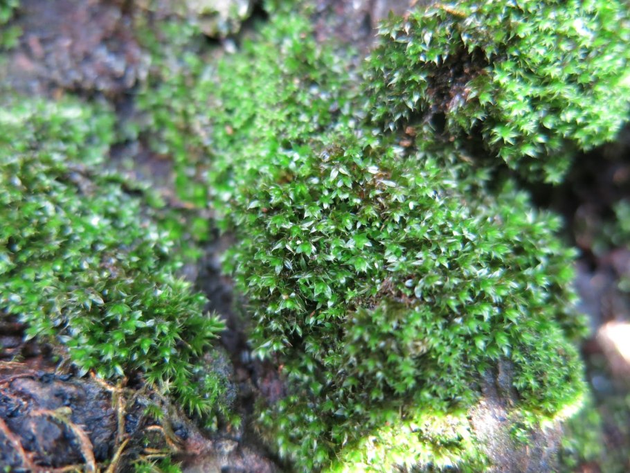 Plagiothecium laetum