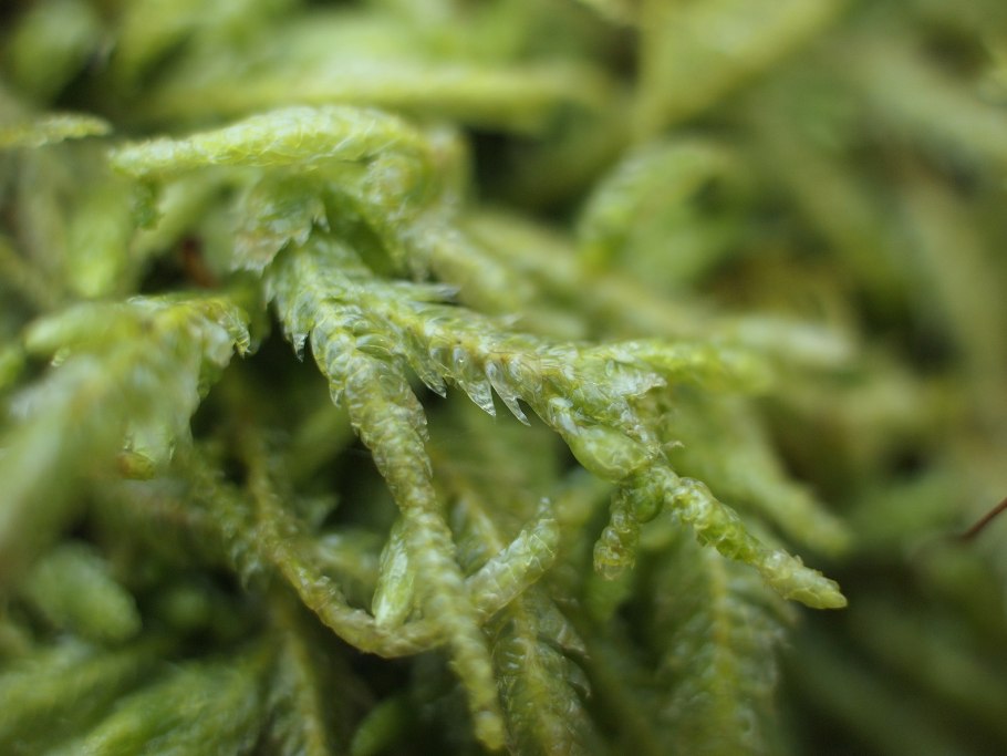 Гипнум кипарисовый