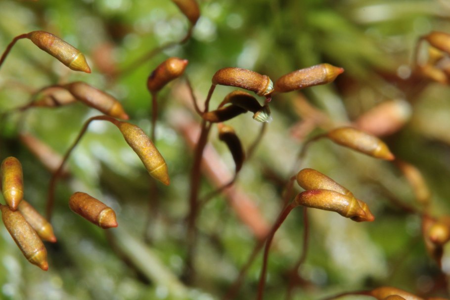 Плагиотециум светло-зелёный