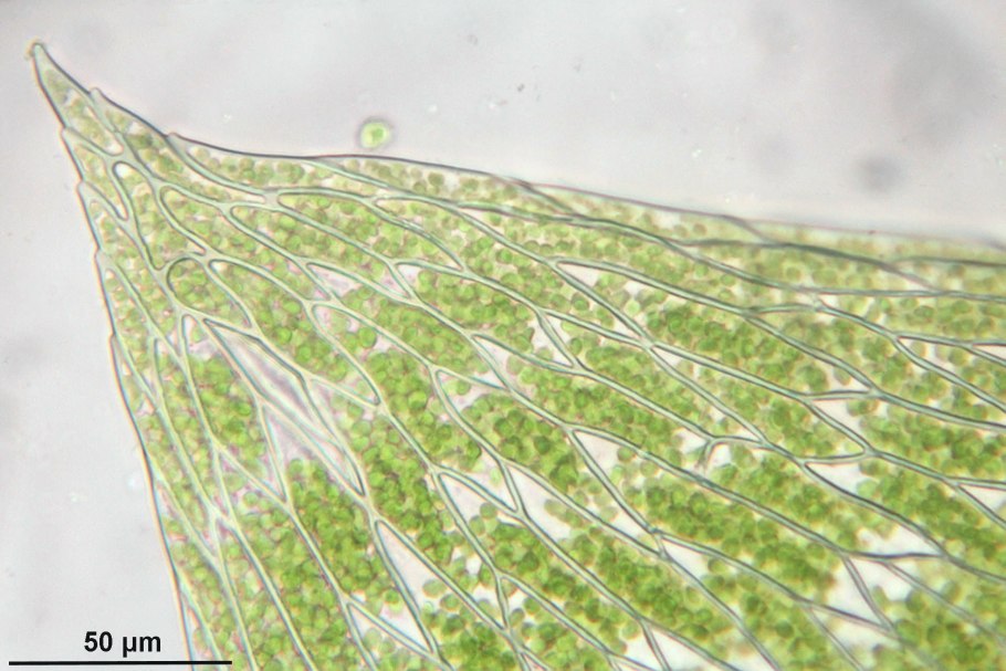Плагиотециум мелкозубчатый