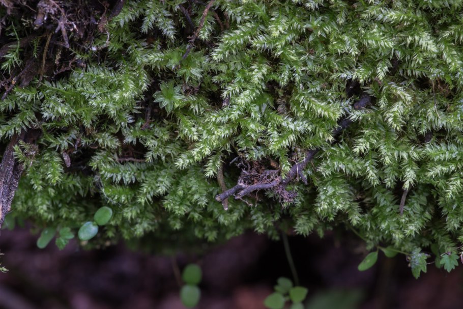 Мох плагиотециум