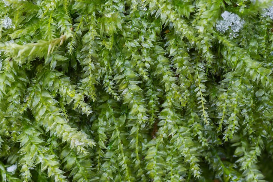 Мхи Плантариум