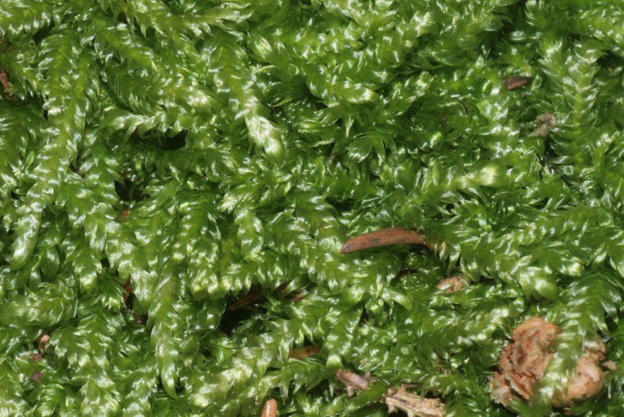 Палюстриелла изменчивая