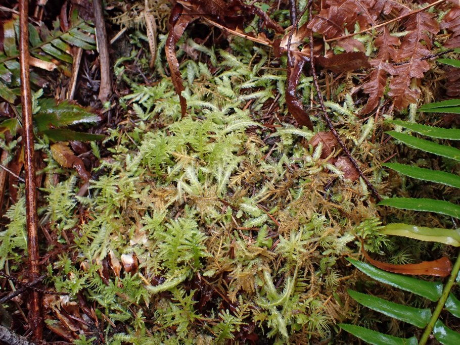 Плагиотециум вогнуто - листный