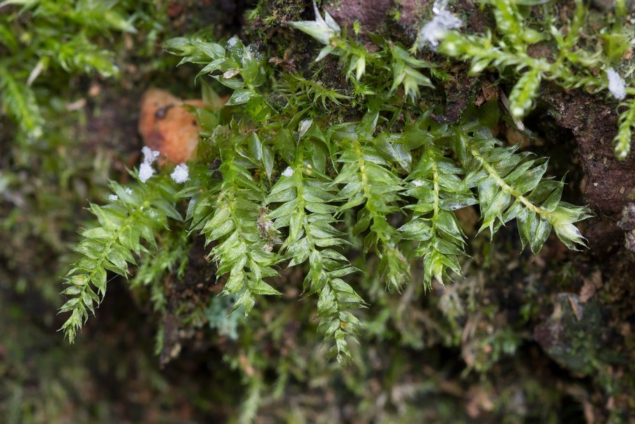 Плагиотециум светло-зелёный