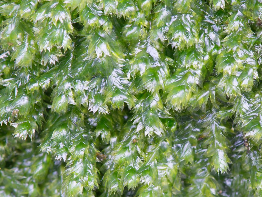 Muski Plagiothecium succulentummicroskopiye