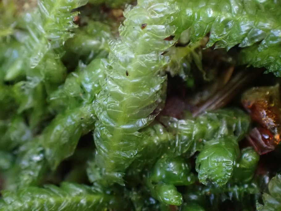 Плагиотециум светло-зелёный