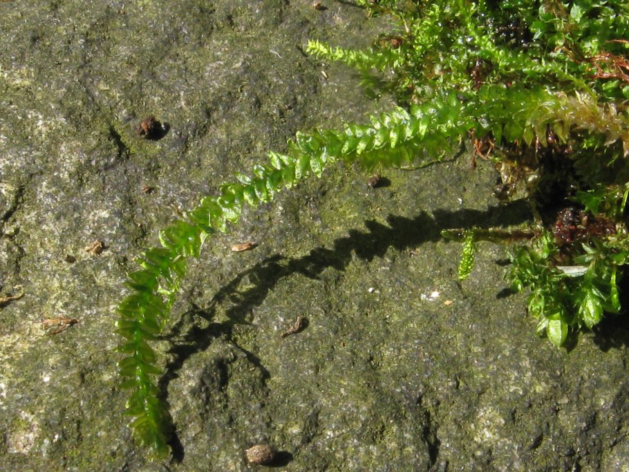 Plagiothecium laetum