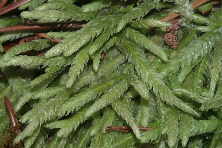 Гипнум кипарисовый