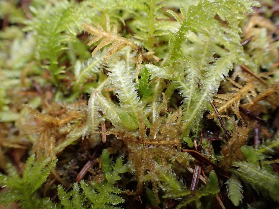 Plagiothecium denticulatum