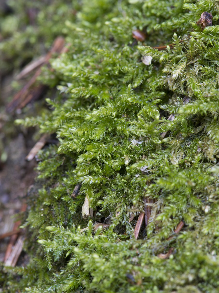 Plagiothecium laetum мох