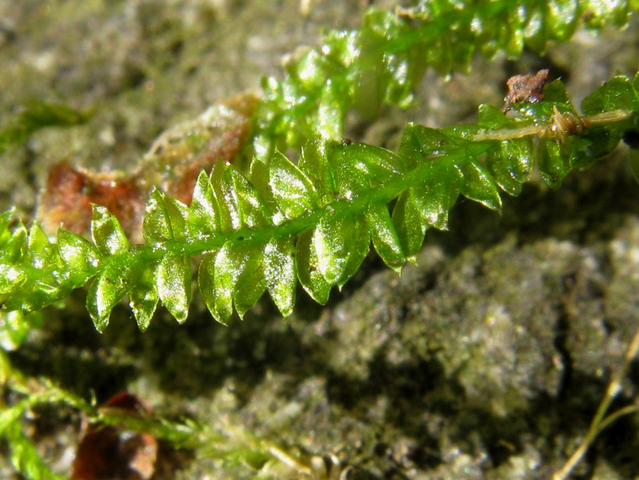 Plagiothecium latebricola