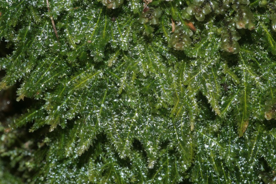 Plagiothecium laetum