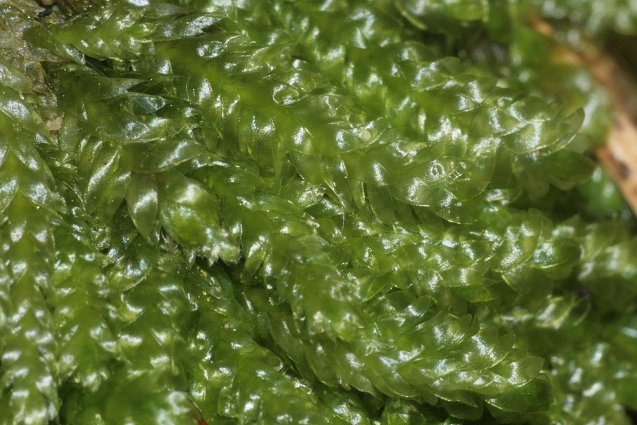 Plagiothecium latebricola