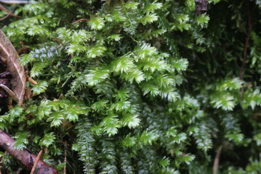 Плагиотециум скрытный