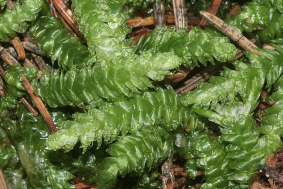 Плагиотециум мелкозубчатый