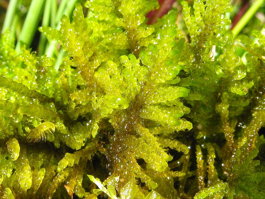 Plagiothecium rossicum