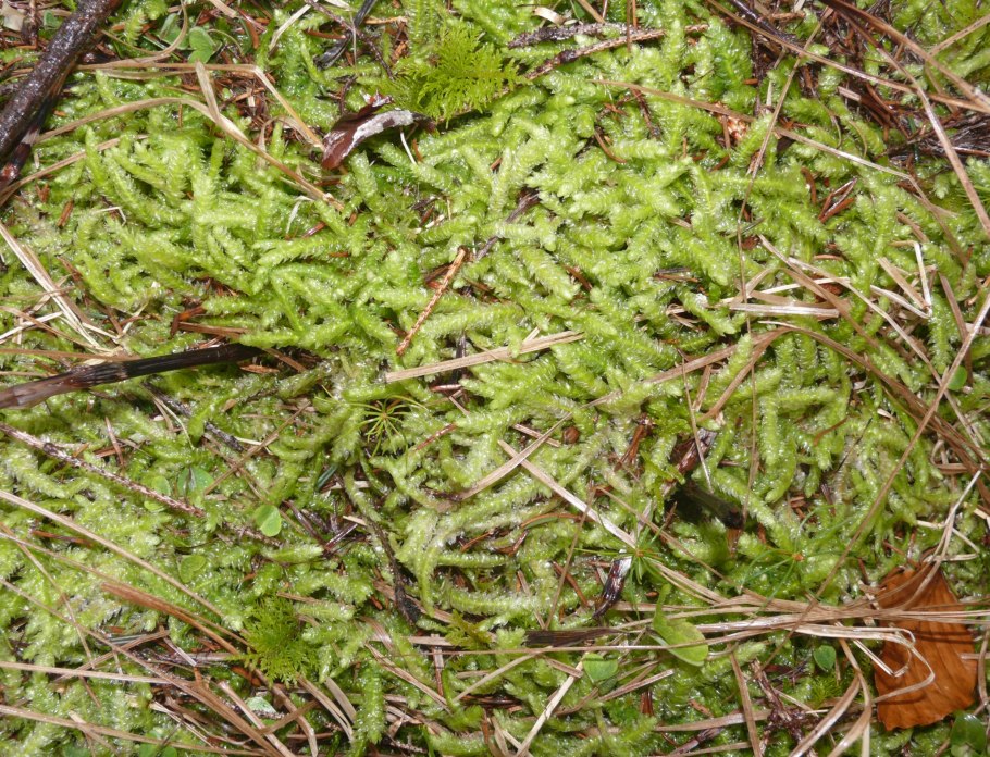 Plagiothecium latebricola