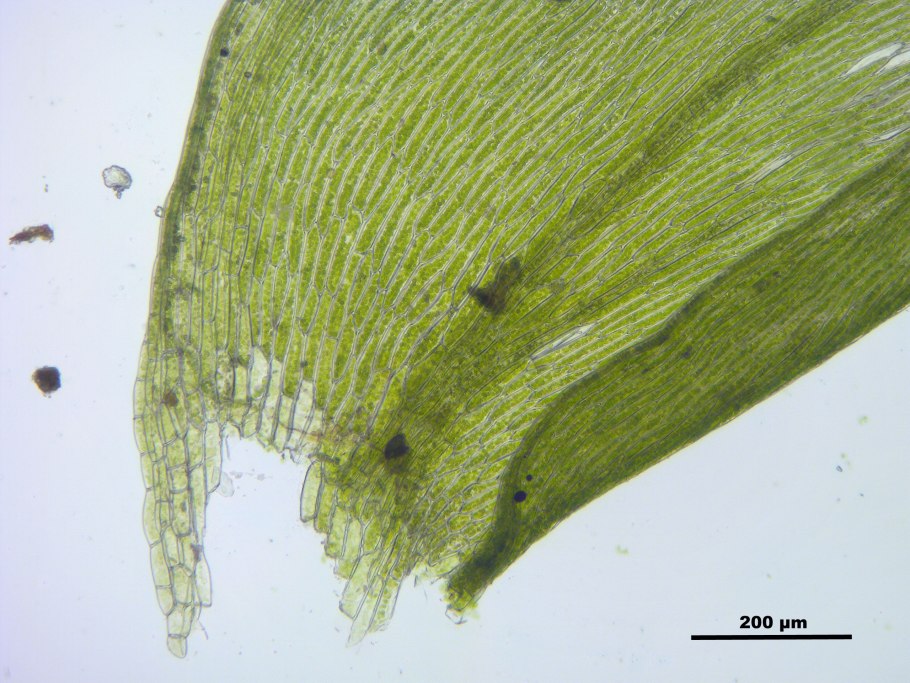 Lophozia silvicoloides