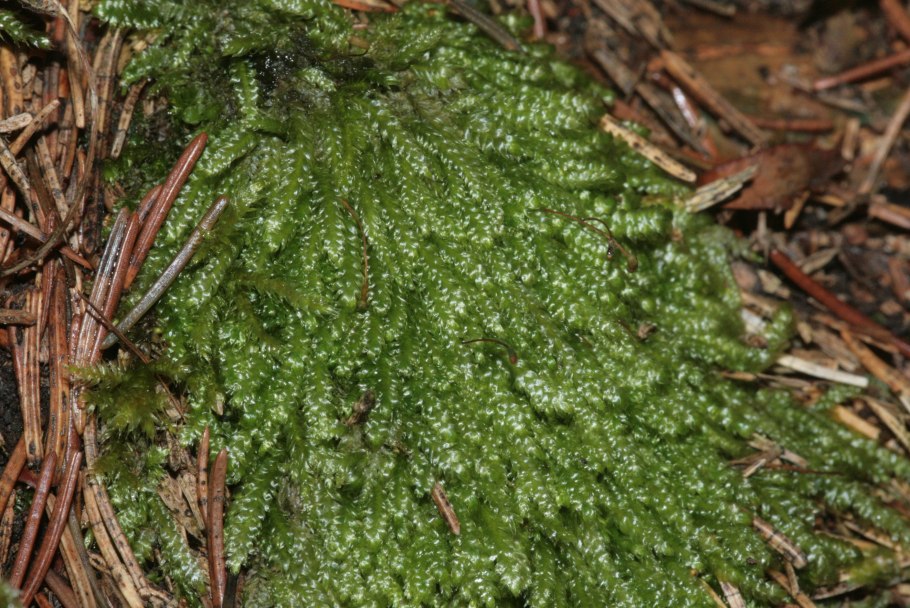Plagiothecium latebricola