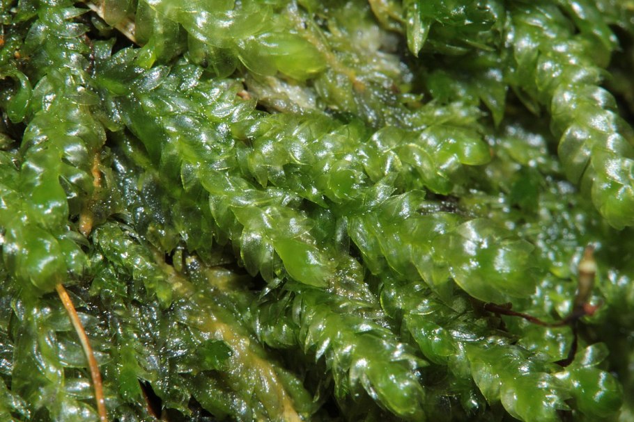 Плагиотециум светло-зелёный