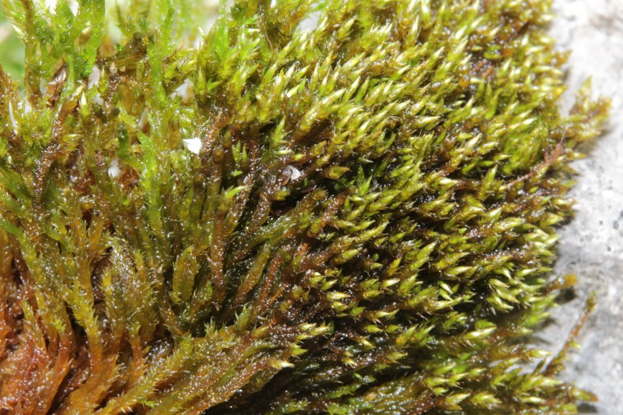 Plagiothecium rossicum