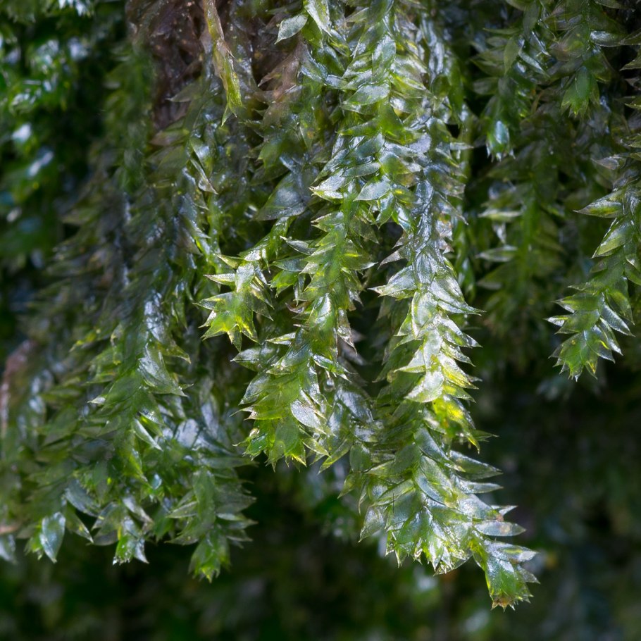 Цветок Plagiothecium