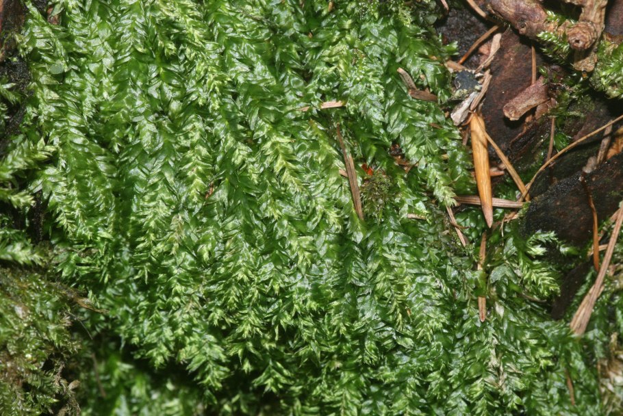 Muski Plagiothecium microskopiye