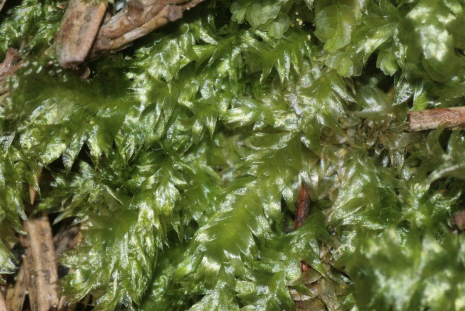 Plagiothecium laetum