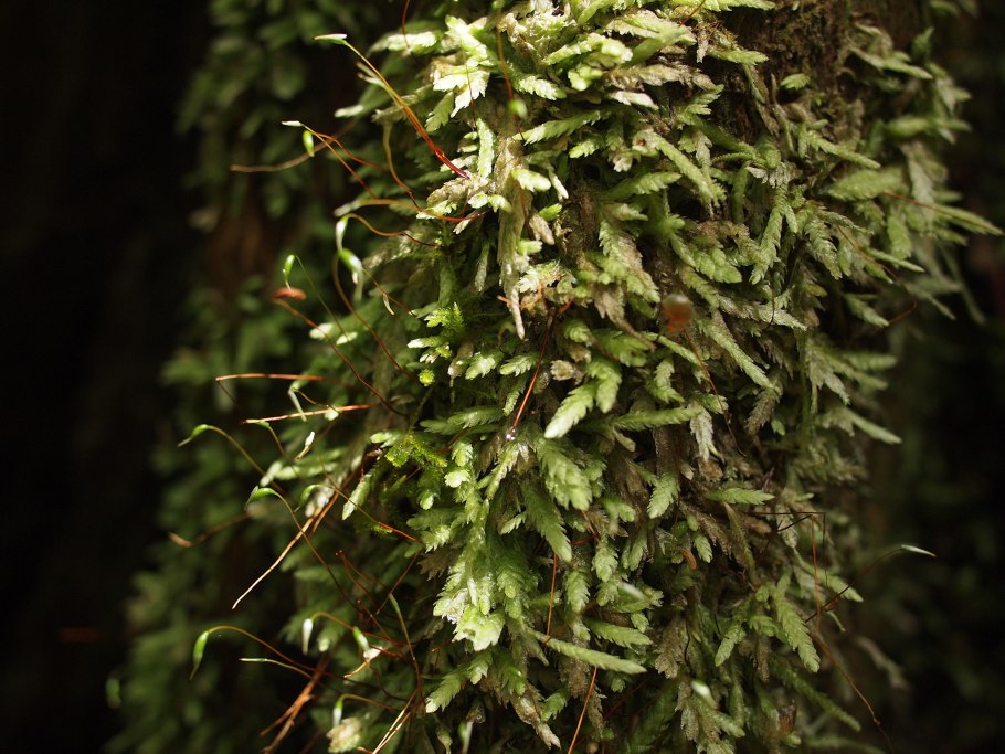 Плагиотециум светло-зелёный