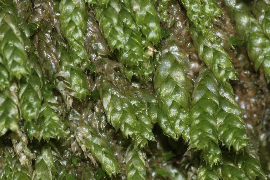 Plagiothecium laetum