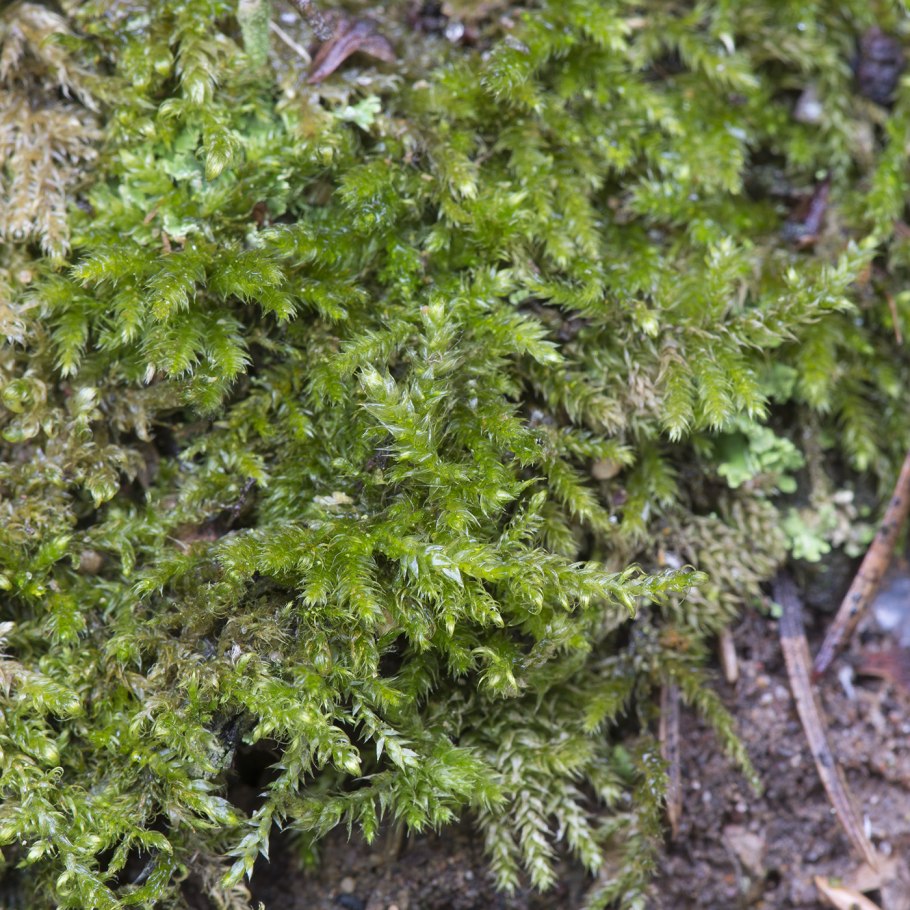 Плагиотециум скрытный