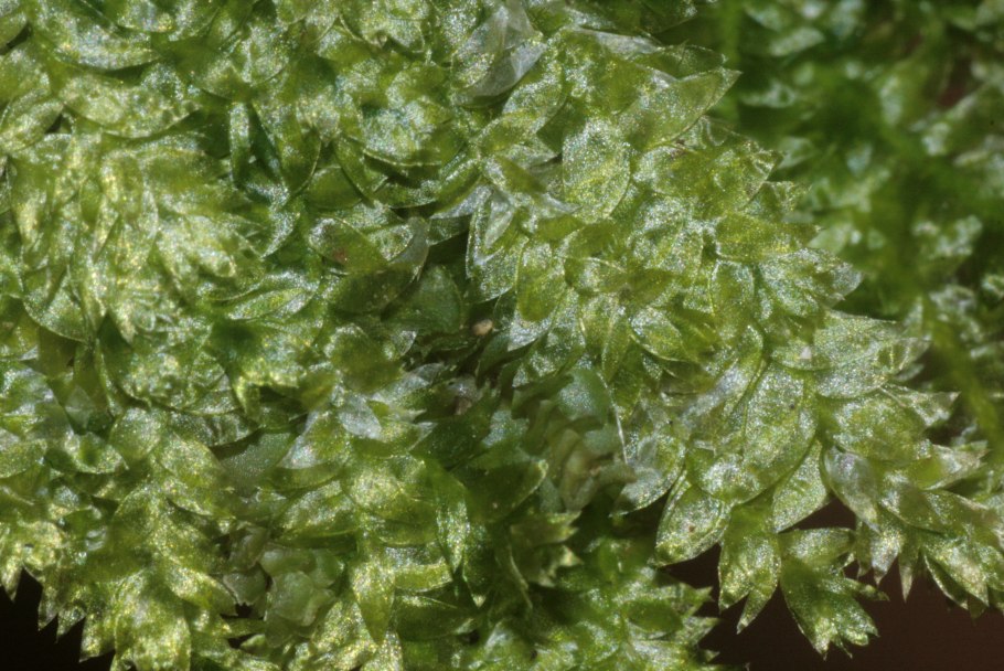 Plagiothecium undulatum